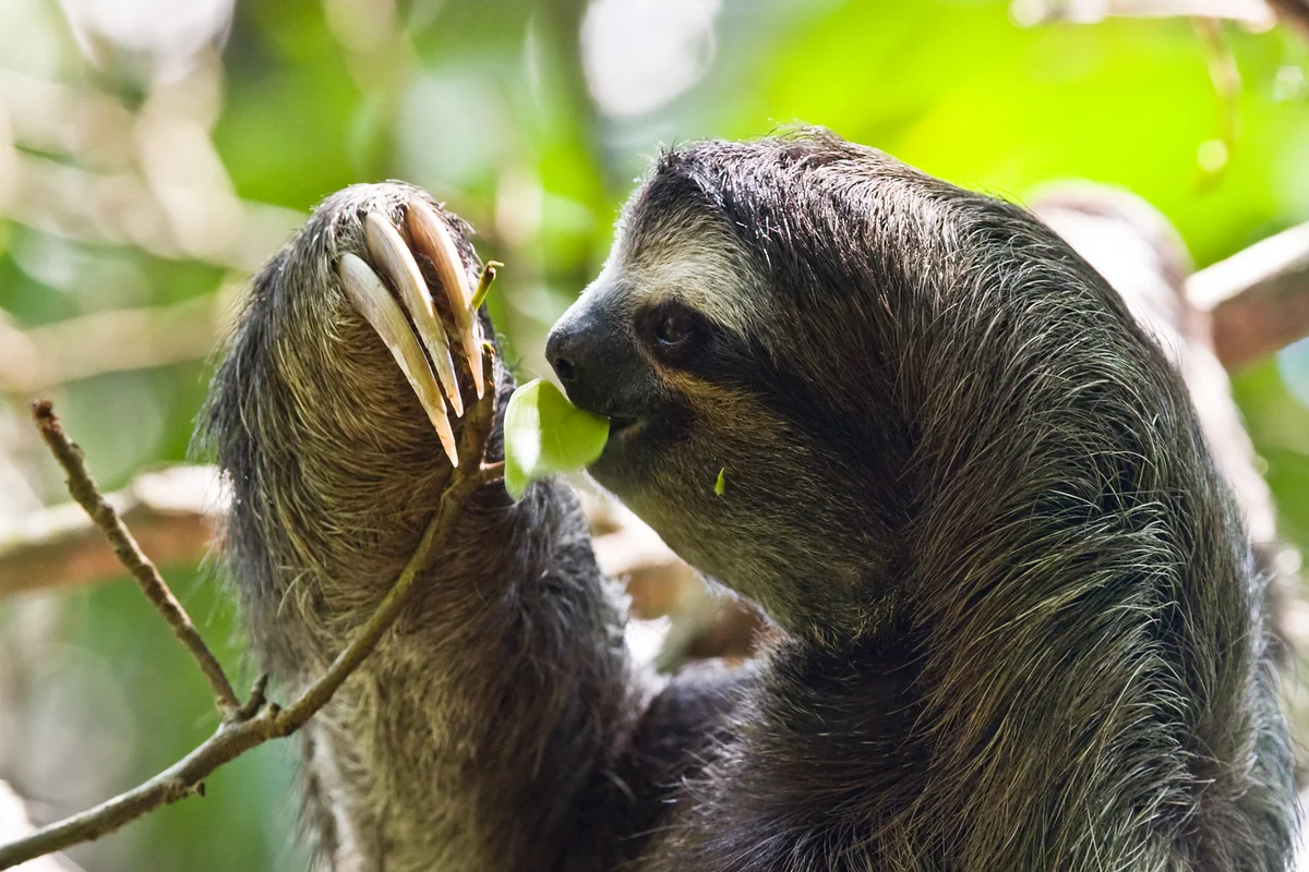 Rainforest Sloth Sanctuary, Coffee, Cacao & Llanos de Cortés Waterfall